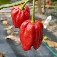 Afbeeldingsresultaat voor 7 pot hot pepper