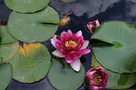 Attēlu rezultāti vaicājumam “Nymphaea candida leaf”