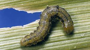 Attēlu rezultāti vaicājumam “Ostrinia nubilalis”