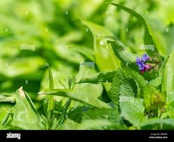 Attēlu rezultāti vaicājumam “Pulmonaria obscura leaf”