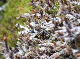 Attēlu rezultāti vaicājumam “Bilimbia tetramera”