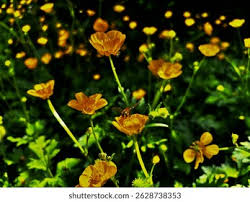 Attēlu rezultāti vaicājumam “Ranunculus repens flower”