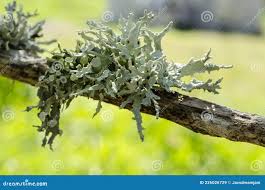 Attēlu rezultāti vaicājumam “Cladonia rangiferina”