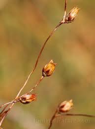 Attēlu rezultāti vaicājumam “Luzula pilosa bud”