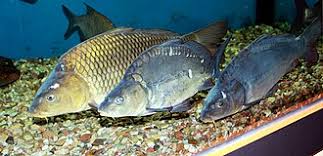 Image result for Cyprinus chilia