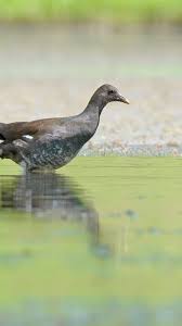 Attēlu rezultāti vaicājumam “Gallinula chloropus adult”