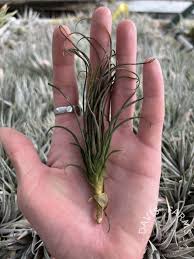 Attēlu rezultāti vaicājumam “Dicranella crispa”