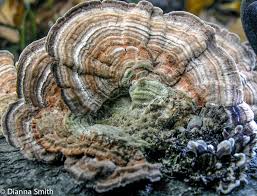 Attēlu rezultāti vaicājumam “Lenzites betulina”