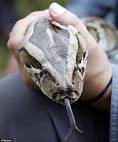 800 hunters attend 'Python Challenge' to flush out snake