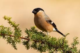 Attēlu rezultāti vaicājumam “Pyrrhula pyrrhula female”