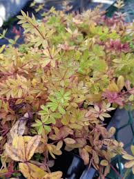 Attēlu rezultāti vaicājumam “Galium triflorum fruit”