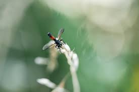 Attēlu rezultāti vaicājumam “Cylindromyia sp.”