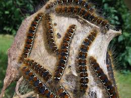 Attēlu rezultāti vaicājumam “Eriogaster lanestris larva”