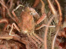 Image result for Hyas coarctatus