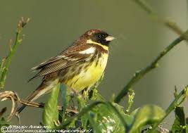 Image result for Emberiza aureola