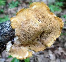 Attēlu rezultāti vaicājumam “Hericium cirrhatum”