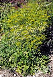 Image result for Pastinaca sativa