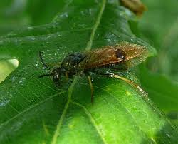 Attēlu rezultāti vaicājumam “Arge ustulata”