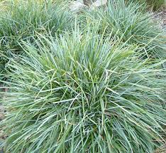 Attēlu rezultāti vaicājumam “Sesleria caerulea”