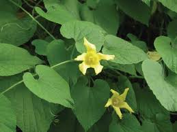 Attēlu rezultāti vaicājumam “Thladiantha dubia flower”