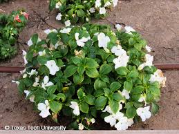 Image result for Impatiens walleriana