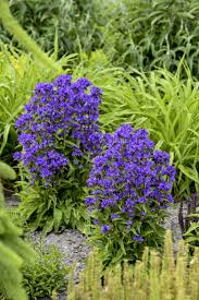 Attēlu rezultāti vaicājumam “Campanula glomerata fruit”