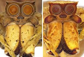 Attēlu rezultāti vaicājumam “Aranei”