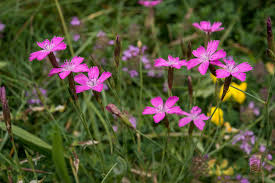 Attēlu rezultāti vaicājumam “Dianthus deltoides bud”