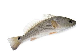 Image result for Sciaenops ocellatus