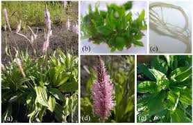 Attēlu rezultāti vaicājumam “Plantago media leaf”