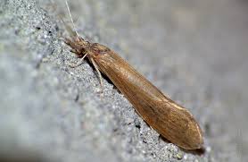 Attēlu rezultāti vaicājumam “Oecetis ochracea”