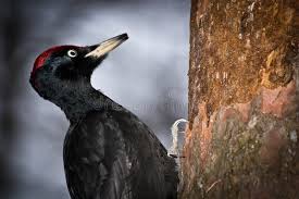 Attēlu rezultāti vaicājumam “Dryocopus martius adult”