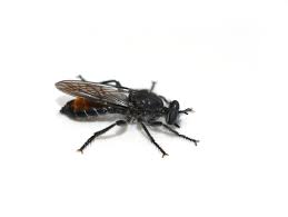 Attēlu rezultāti vaicājumam “Choerades sp.”