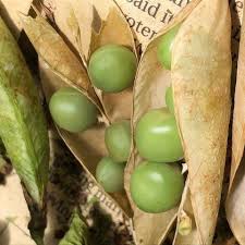 Attēlu rezultāti vaicājumam “Pisum sativum fruit”