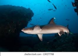 Image result for Triaenodon obesus