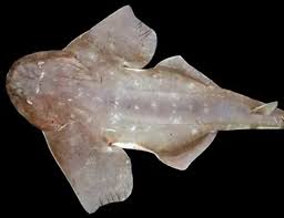 Image result for Furgaleus macki