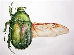 Attēlu rezultāti vaicājumam “Cetonia aurata”