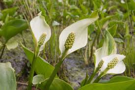 Attēlu rezultāti vaicājumam “Calla palustris flower”