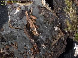 Attēlu rezultāti vaicājumam “Byssocorticium atrovirens”