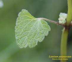 Attēlu rezultāti vaicājumam “Lamium purpureum leaf”