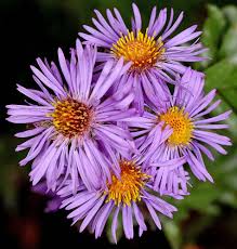 Attēlu rezultāti vaicājumam “Symphyotrichum novae-angliae”