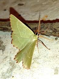 Attēlu rezultāti vaicājumam “Thalera fimbrialis”