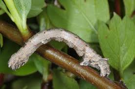 Attēlu rezultāti vaicājumam “Crocallis elinguaria larva”