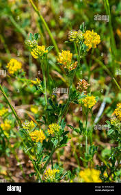 Attēlu rezultāti vaicājumam “Medicago sativa subsp. falcata flower”