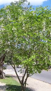 Attēlu rezultāti vaicājumam “Cladrastis kentukea”