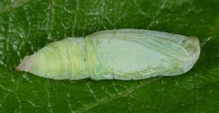 Attēlu rezultāti vaicājumam “Eulithis pyraliata”