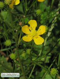Attēlu rezultāti vaicājumam “Ranunculus bulbosus flower”