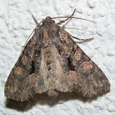 Attēlu rezultāti vaicājumam “Mniotype satura”