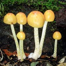 Attēlu rezultāti vaicājumam “Bolbitius vitellinus”