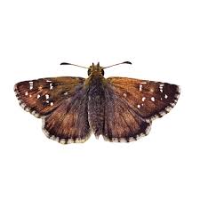 Attēlu rezultāti vaicājumam “Hesperiidae”